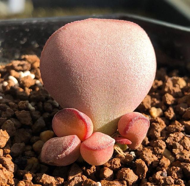 全部水泡类多肉,水泡多肉耐冻不