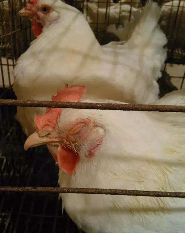 鸡流泪眼瞎什么病,鸡的眼瞎了怎么治疗