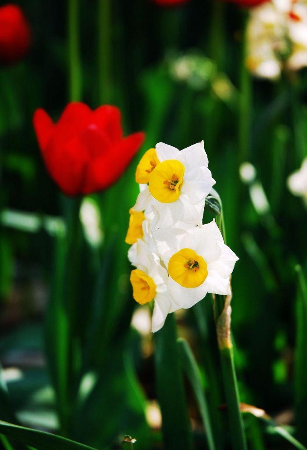 描写水仙花艳美古诗句,诗词中的水仙冬天开得最美