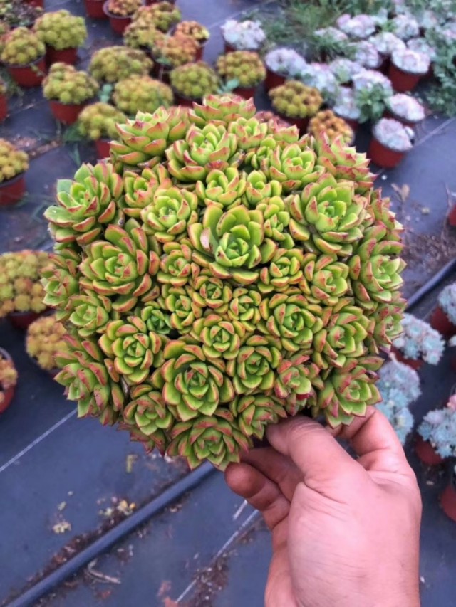 蒂亚多肉植物怎么养,多肉蒂亚小苗怎么养好