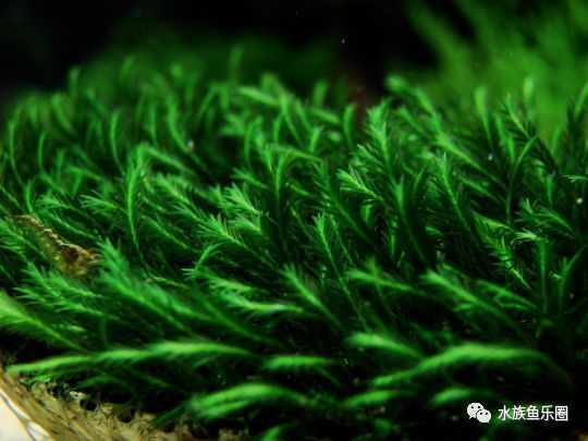 皇冠水草品种大全,亚马逊水草品种