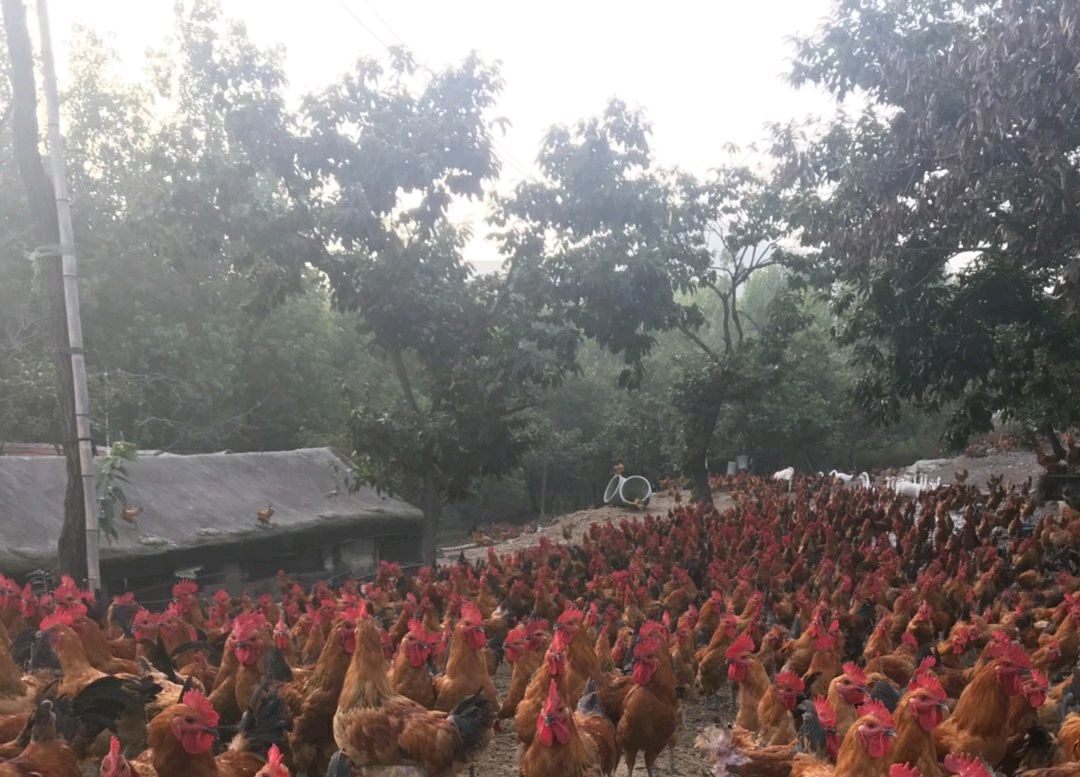 养鸡技术知识大全解说,养鸡小妙招100首