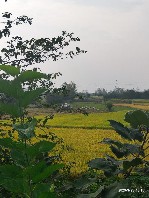 石磙、稻场、稻草垛