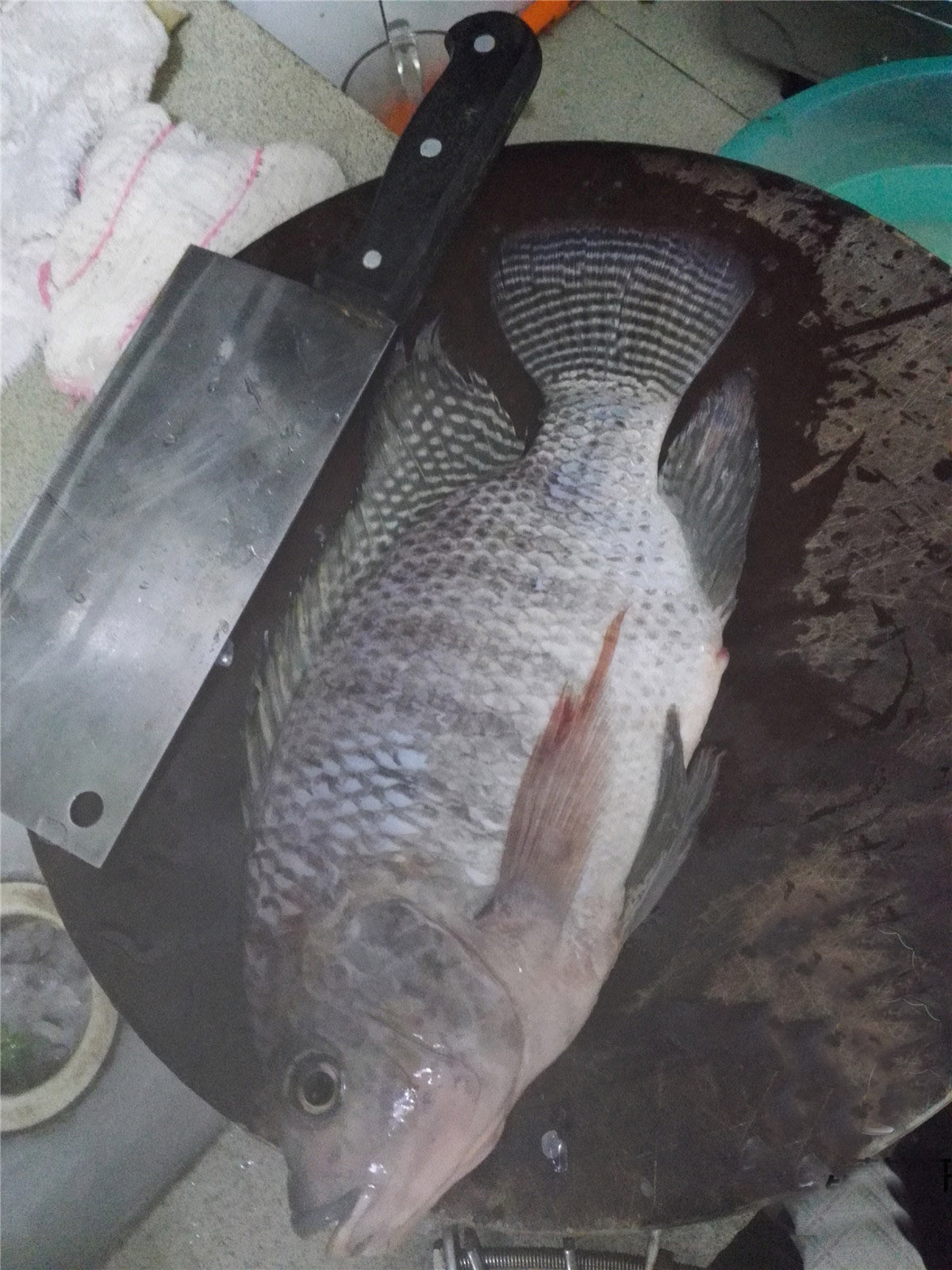 野钓大罗非鱼开饵料教程,野钓大罗非用什么饵料最好