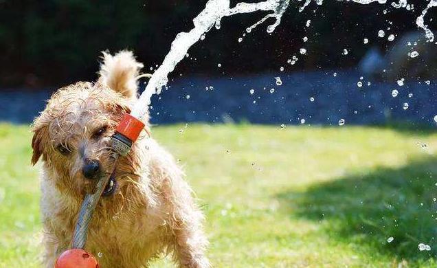 狗狗狂犬病症状是哪些表现,狗狗眼睛发红是不是狂犬病症状