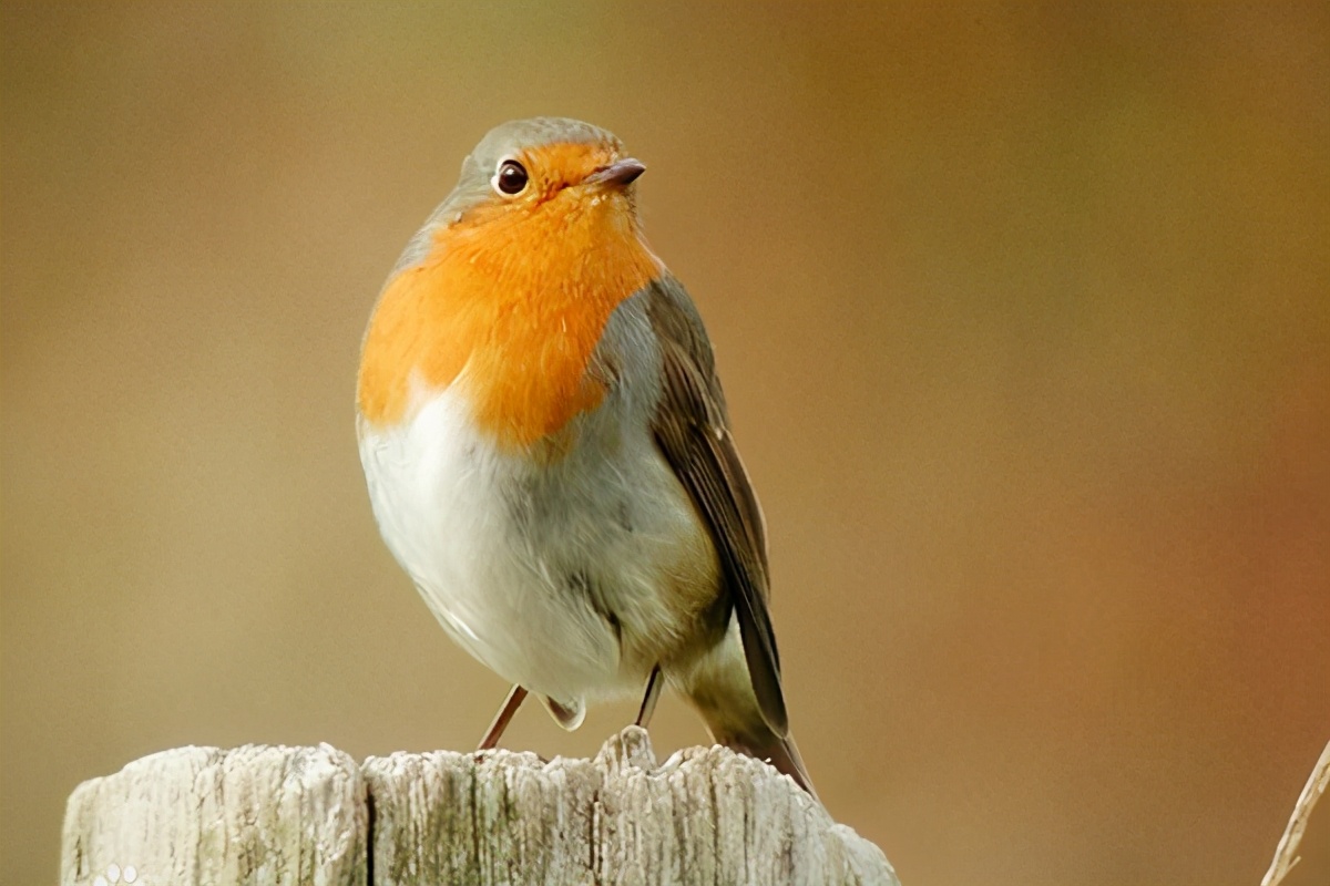 美国国鸟白头海雕英文介绍简单,美国的国鸟是白头海雕对还是错