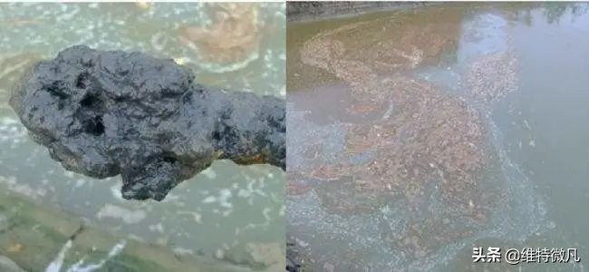 池塘传出阵阵的恶臭，鱼出现各种病症，要怎么解决？