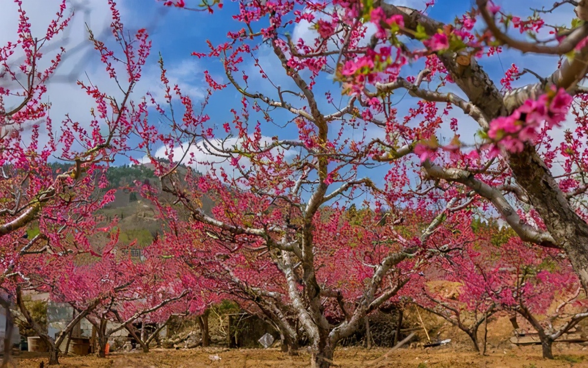 济南3月免费赏花攻略,花都开了济南周边赏花攻略收好