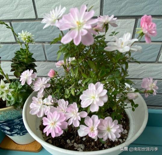 超级微型月季株型紧凑,最漂亮10种微型月季图片