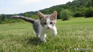 寻找猫咪的剪刀大法怎么用,猫咪丢了用剪刀怎么找回猫咪