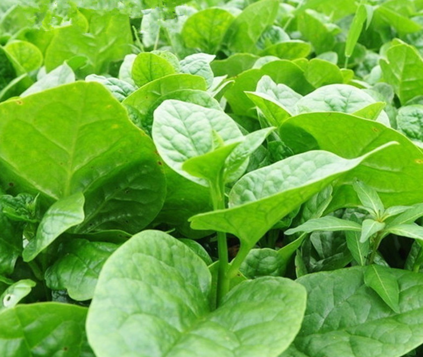 种植各种蔬菜的技术和方法,科学种植蔬菜有什么好方法