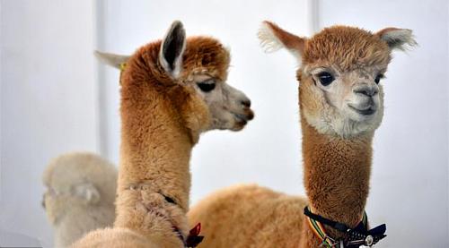 重庆綦江五一节旅游攻略,重庆綦江旅游全攻略自由行