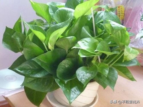 新房除甲醛哪种植物最好最有效,什么树除甲醛效果最好最快