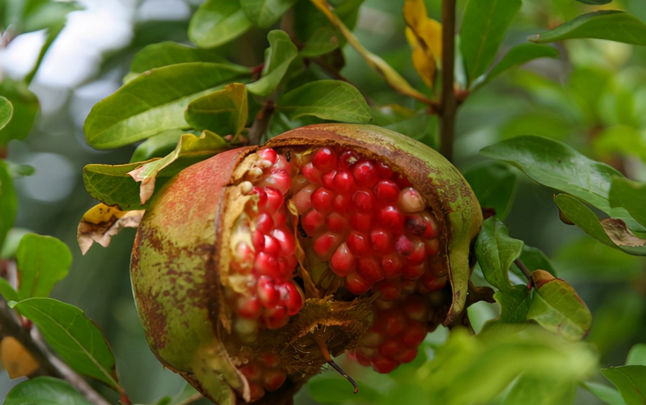 秋天吃石榴的功效,秋天吃石榴有什么好处有禁忌吗