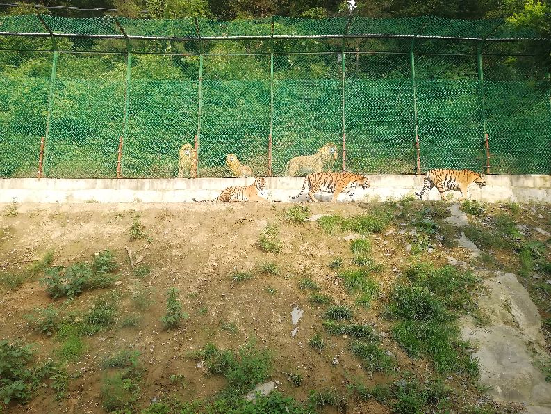 洛阳栾川竹海野生动物园值得去吗,洛阳栾川竹海野生动物园都有什么