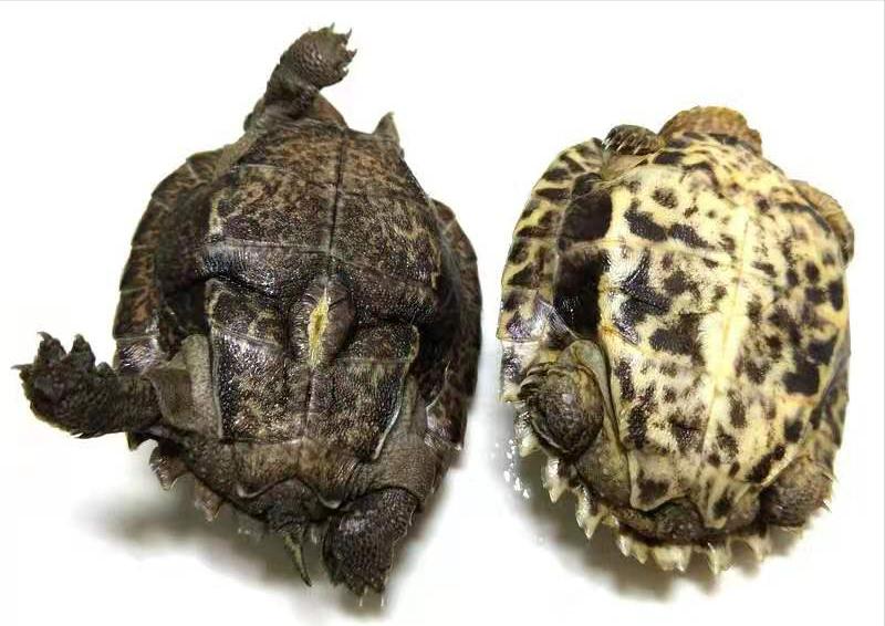 深水龟选什么龟好,如何选龟养龟