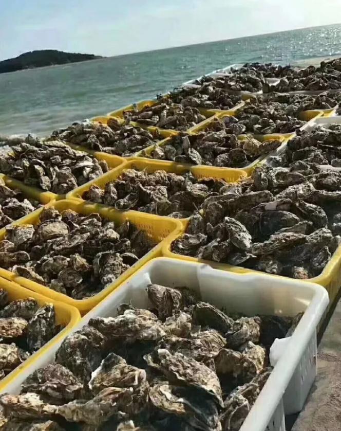 一入豪门深似海下一句是什么,一入蚝门深似海从此虾蟹是路人