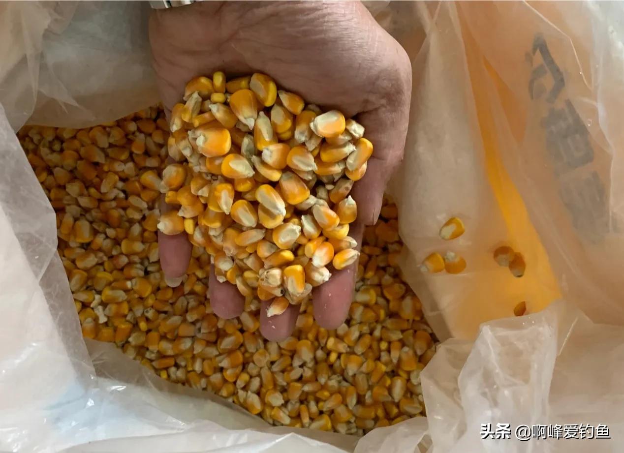 玉米饵钓鱼效果如何呢,万能钓鱼饵料是真的吗