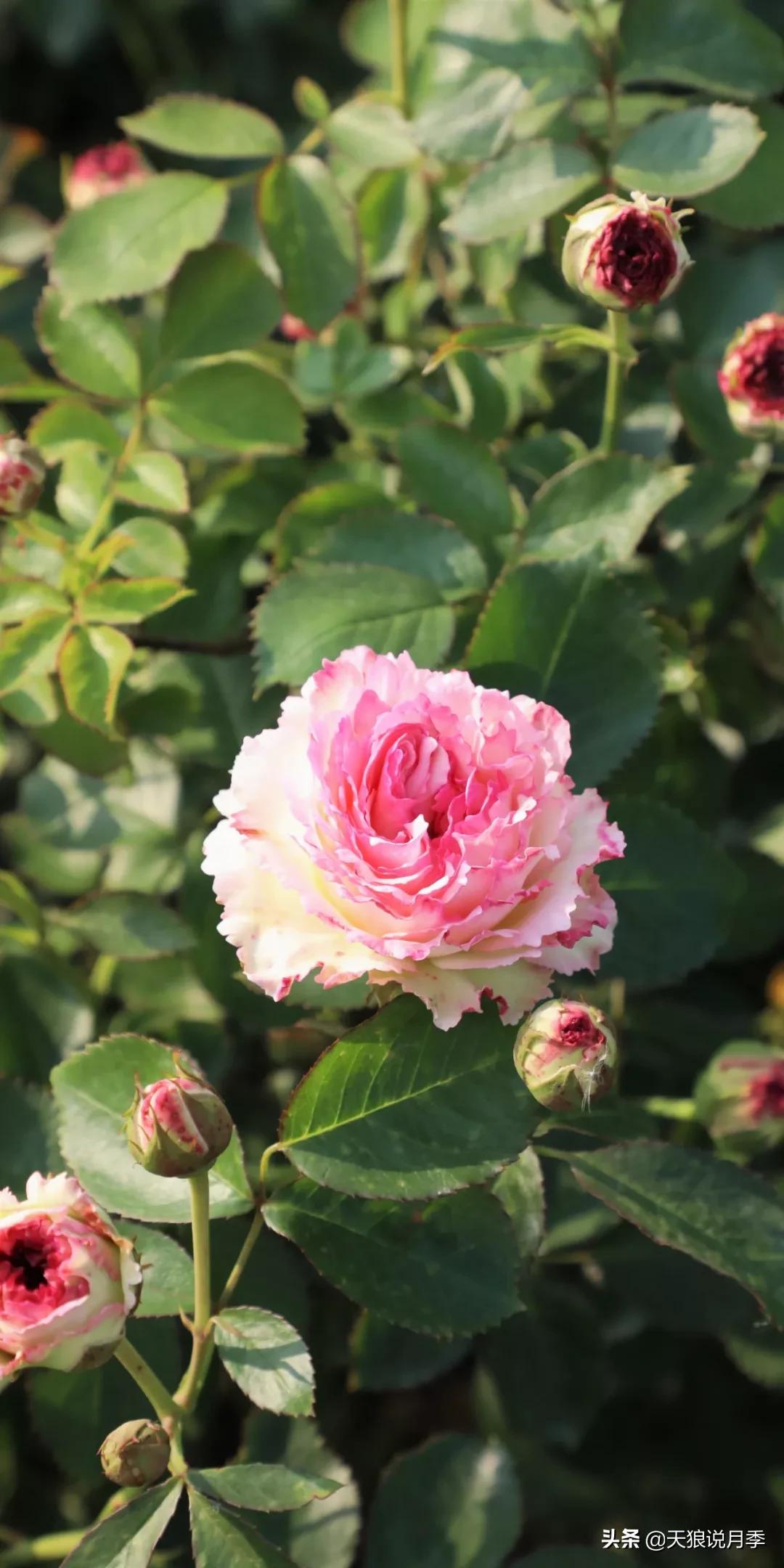 又一个十年,国产自育品种