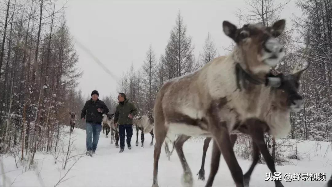 敖鲁古雅原始部落驯鹿喂草,敖鲁古雅驯鹿旅行