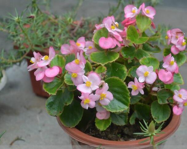 海棠花烂茎如何挽救,教你3个挽救小妙招,让海棠花起死回生