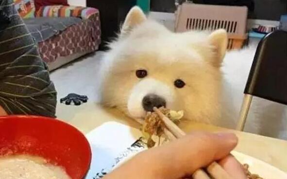 萨摩耶20斤每天怎么喂食喂多少,萨摩耶主人24小时不在家怎么喂食