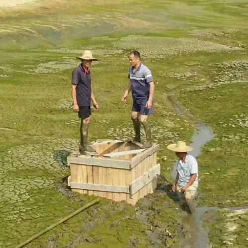 池塘水体净化,池塘净化鱼类