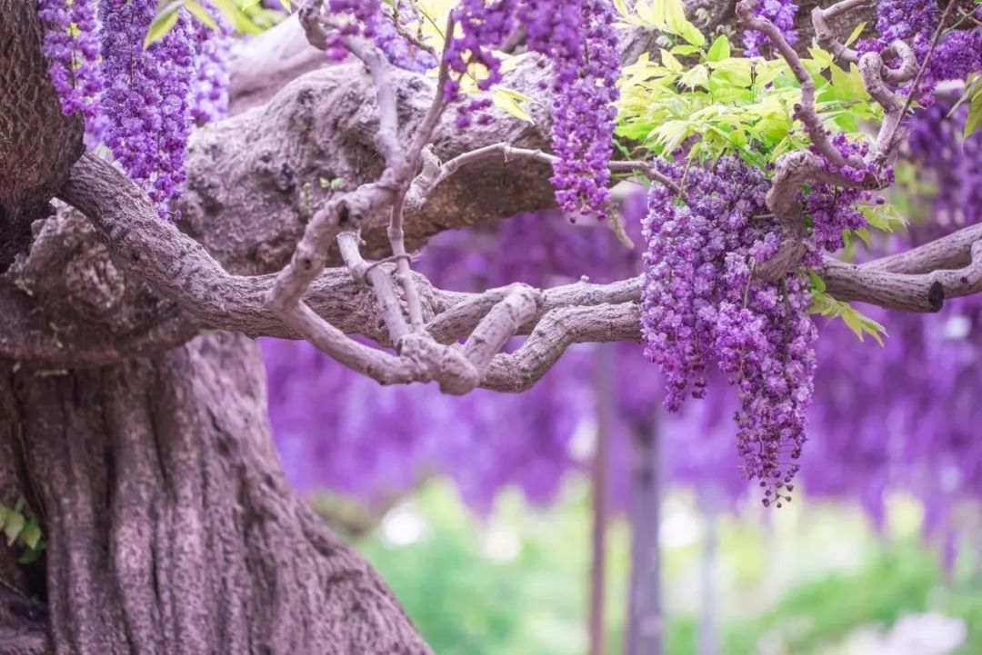 源氏物语美人如画深度解析,美人如画源氏物语