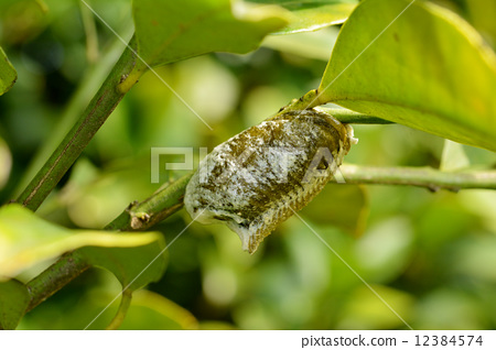 让你们见识一下螳螂真正的力量,三分钟了解螳螂的全部知识