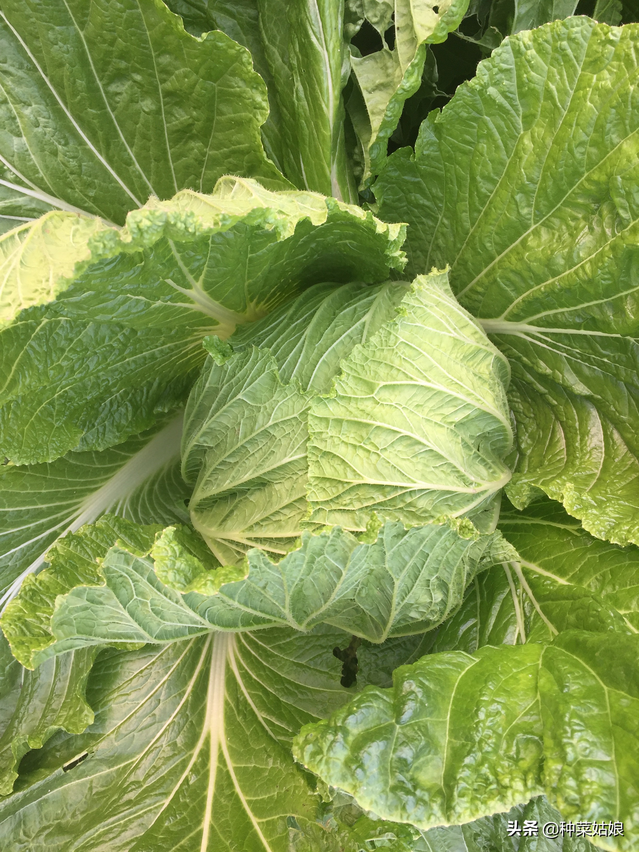 白菜干烧心的最好防治方法,白菜烧心是怎么回事还能吃吗