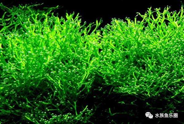 皇冠水草品种大全,亚马逊水草品种