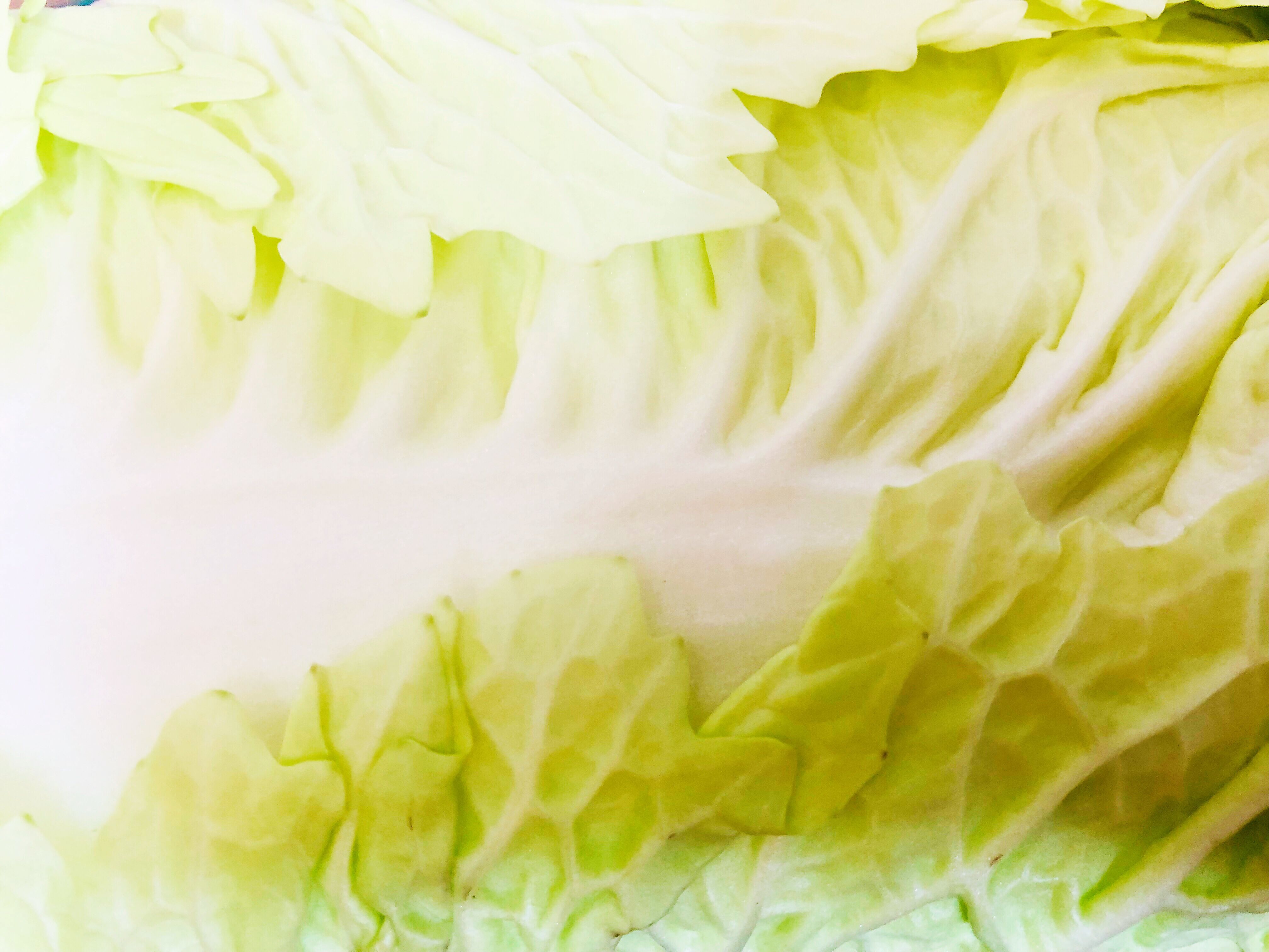 炖草鱼不放辣椒放白菜,白菜豆腐炖草鱼正宗做法