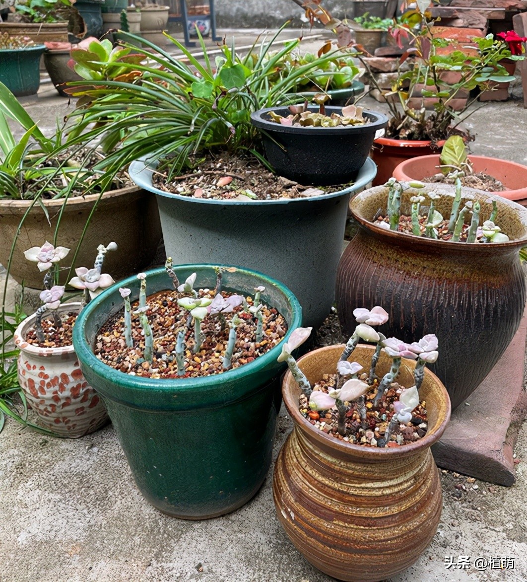 紫乐度夏的正确方法,紫乐光杆子怎样可以爆侧芽