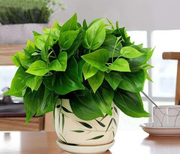 怕烂根的植物怎么养,怕旱的盆栽植物怎么养