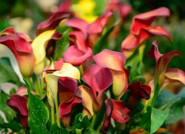 马蹄莲花朵点缀,马蹄莲鲜花造型创意图片