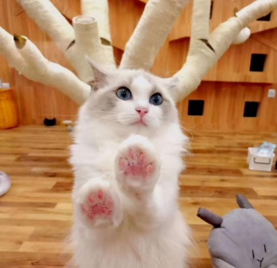 无毛猫是猫界中最贵的吗,最稀有的10种猫咪连土豪都买不起