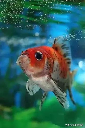 祝大家新年快乐年年有锦鲤,祝大家新年大吉年年有鱼