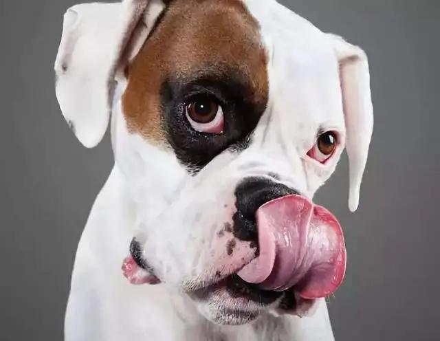 狗狗频繁的舔嘴是生病了吗,狗狗总是舔你的手是什么意思