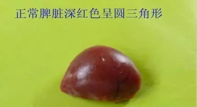 家禽常见疾病及检测方法书籍,家禽疾病如何检测