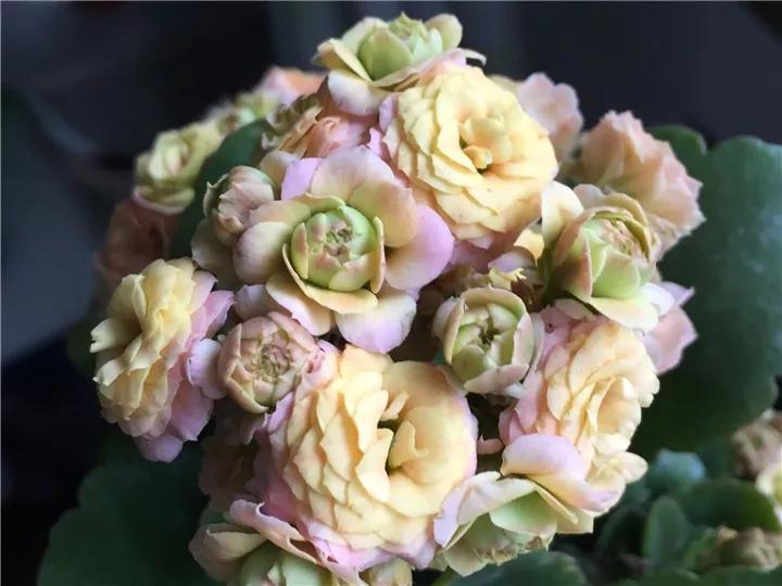 长寿花，寓意好、开花漂亮，花期长，品种多达300个