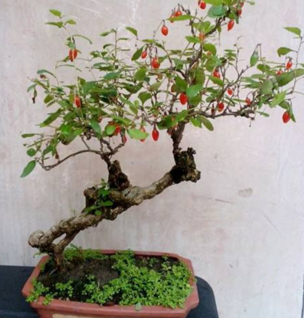 野采枸杞树怎么做盆景,怎么制作枸杞树盆景