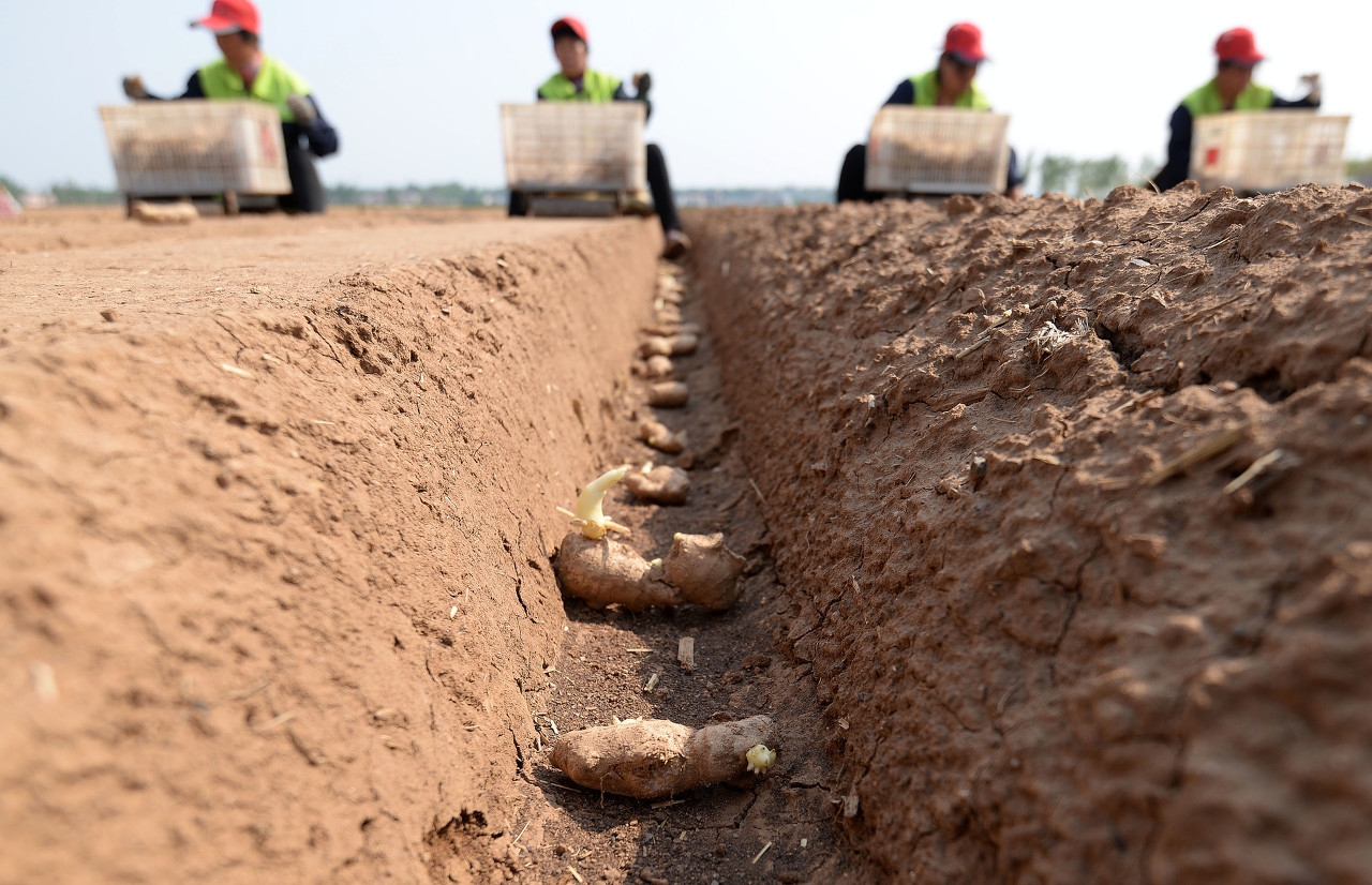 种植小生姜划算还是大生姜划算,种植生姜的最新技术生姜越冬
