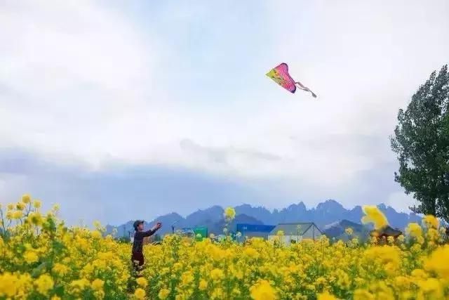 京郊最美的十大花海,京郊这些浪漫花海惊艳初秋的北京