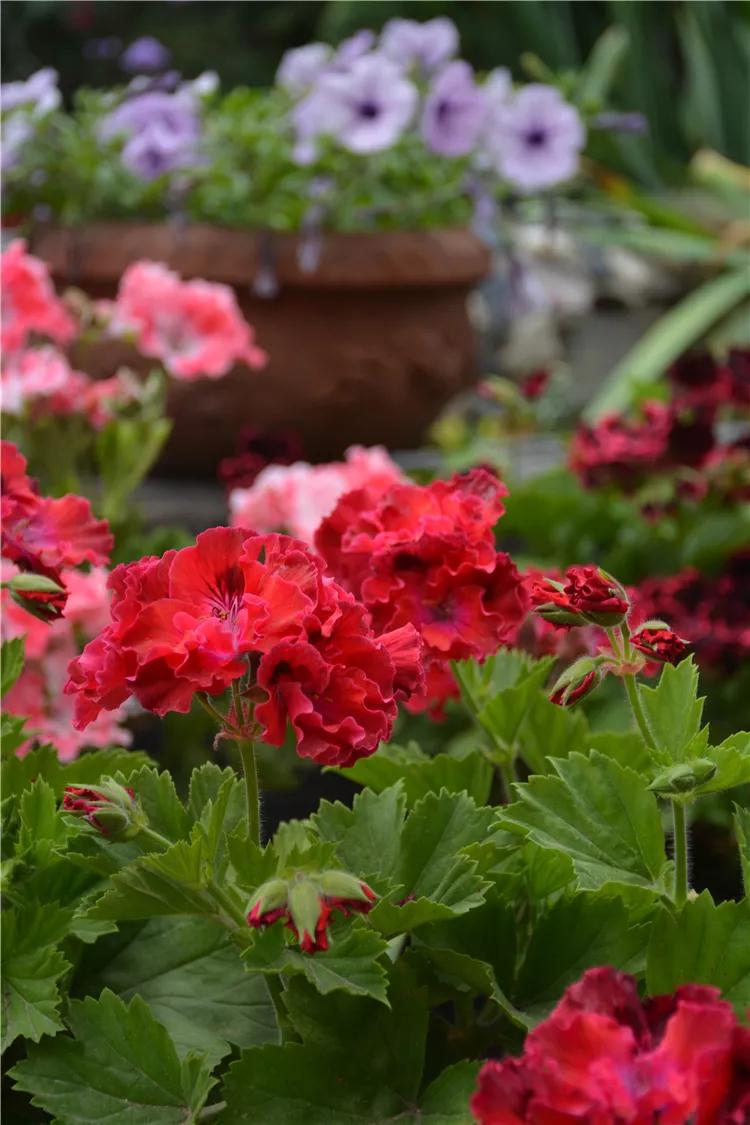 10种天竺葵,天竺葵100种图片大全