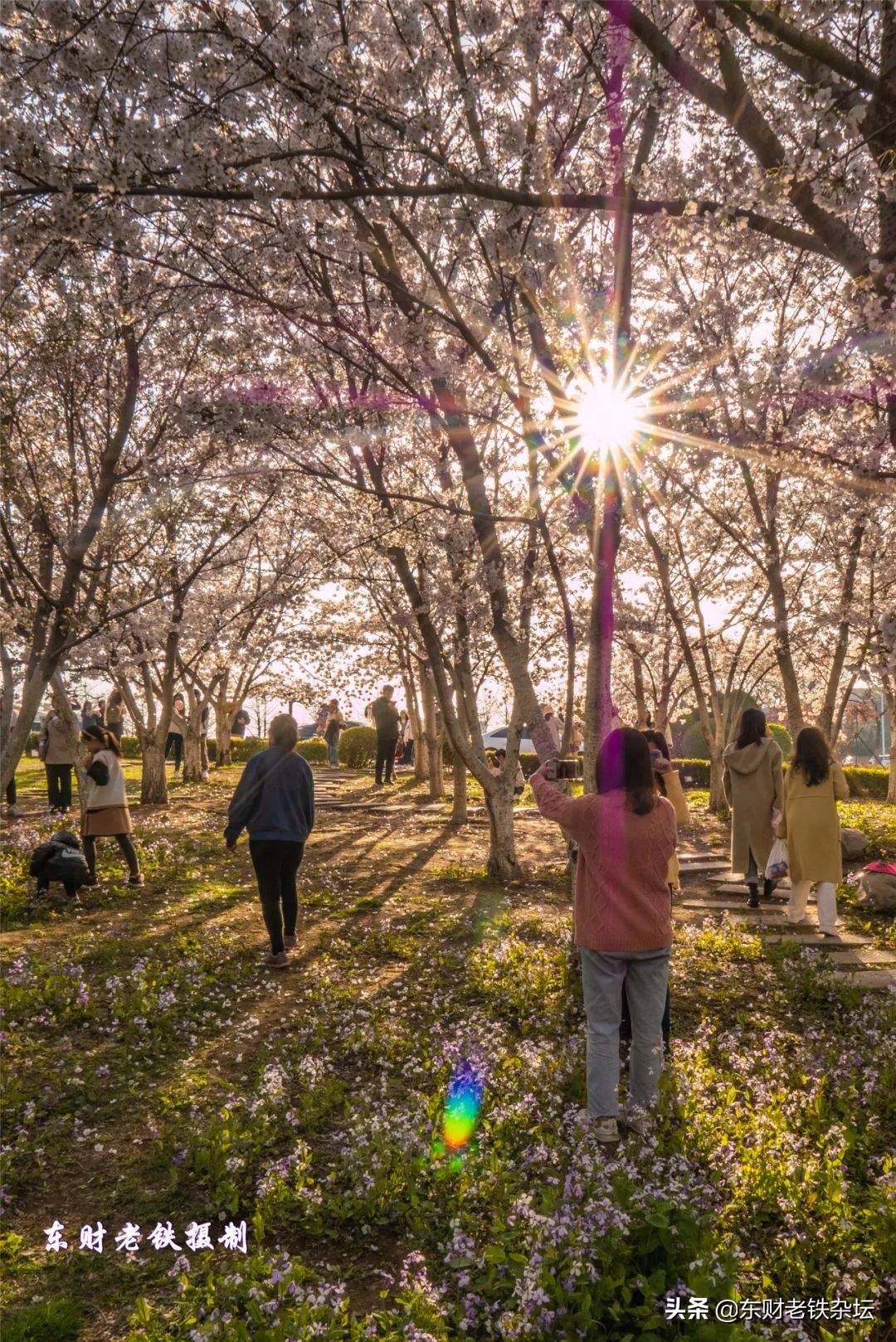 网红美景,网红一棵树樱花园