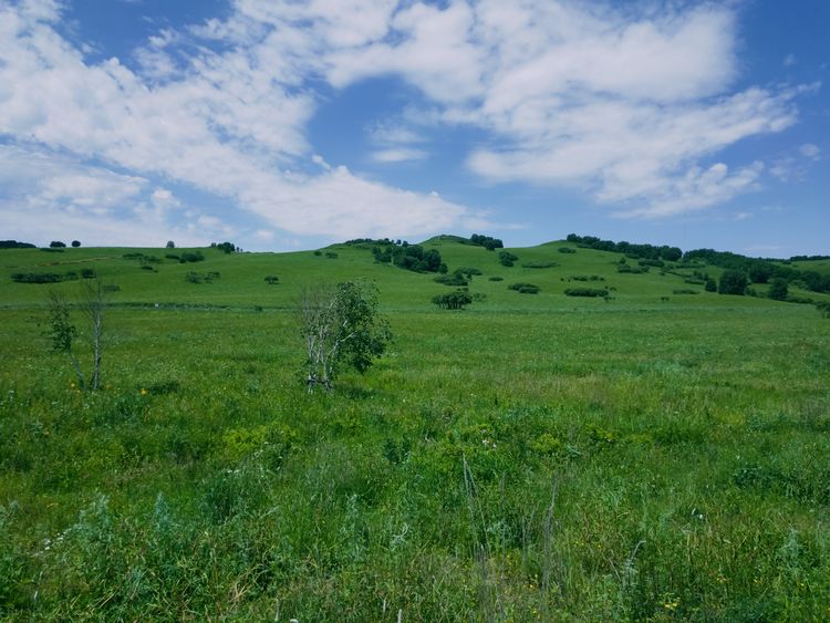 美丽的高岭塞罕坝,美丽的高岭朗诵