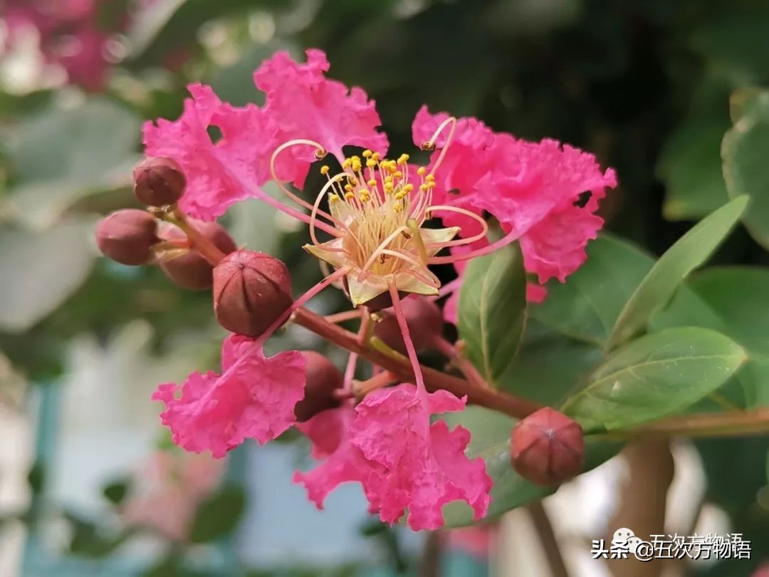 大叶紫薇和大花紫薇一样吗,大花紫薇大叶紫薇