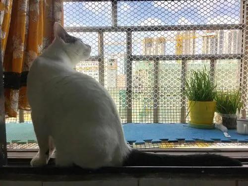 合租室友养猫很吵怎么说,合租室友养猫在客厅怎么处理