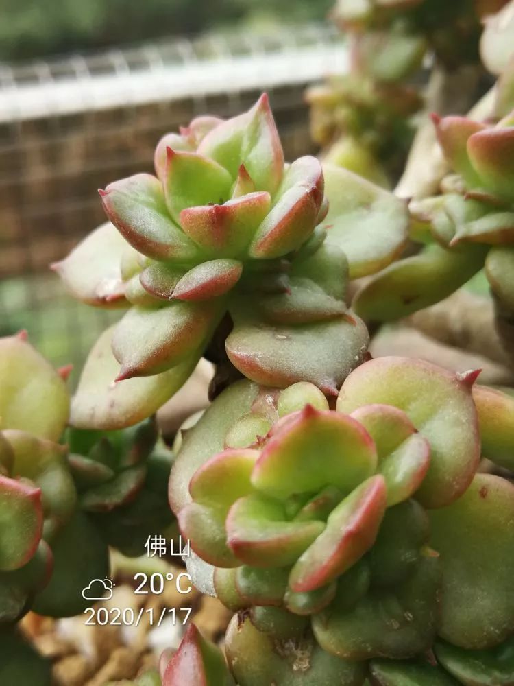 一杯清茶一道暖阳,一杯清茶温暖的时光