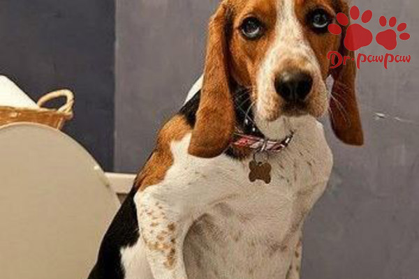 普安特宠物狗眼药水,普安特狗狗皮肤病药